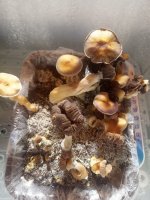 IMG_20210313_010316.jpg