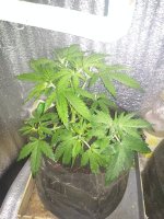 IMG_20210316_183117.jpg