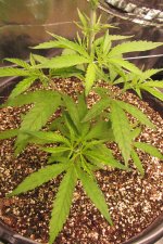 IMG_5039.JPG IMG_5039.JPG
