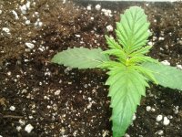 2021-03-23 13.06.08.jpg