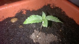 WP_20210323_12_33_49_Pro_LI.jpg