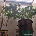 IMG_20210323_231358.jpg