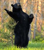 bear-in-the-woods.jpg