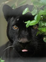 759b4b92371cda44c69bbb1ecaaab10b--dark-side-black-panthers.jpg