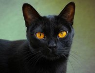 blackcats1.jpg