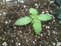 2021-03-23 05.00.11.jpg