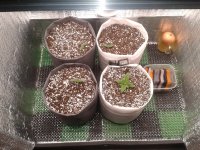 2021-03-25 01.37.54.jpg