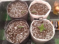 2021-03-25 01.38.17.jpg