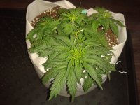 2021-04-04 13.10.51.jpg