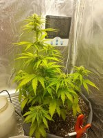 image-2021-04-04 19_07_46.jpg