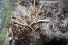 Galindoi﻿ georgia Atl#7   1.JPG