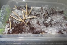 Galindoi﻿ georgia Atl#7   2.JPG