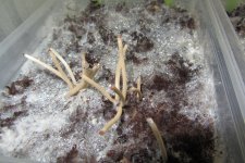 Galindoi﻿ georgia Atl#7   3.JPG