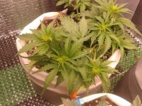 2021-04-06 15.49.26.jpg