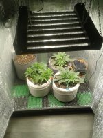 2021-04-06 15.51.23.jpg