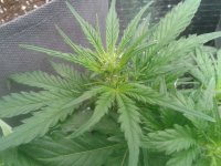 2021-04-06 17.27.51.jpg