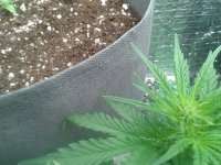 2021-04-06 17.27.32.jpg