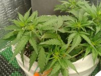 2021-04-06 19.52.16.jpg