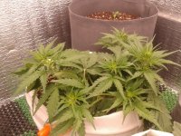 2021-04-06 19.52.48.jpg