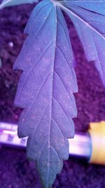 IMG_20210407_083053.jpg