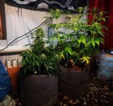 Лорик и Вдова.jpg