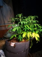 Амнезия (1).jpg