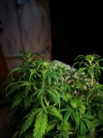 Амнезия (2).jpg