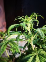 Амнезия (3).jpg