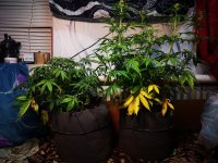 Амнезия и Вдова.jpg