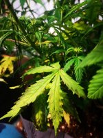 Вдова листья первые (1).jpg