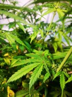 Вдова листья первые (2).jpg