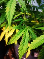 Вдова листья первые (3).jpg