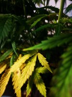 Вдова листья первые 4.jpg