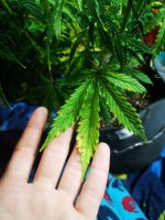 Вдова листья последн (2).jpg