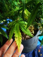 Вдова листья последн (3).jpg