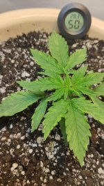 IMG_20210408_021643 (1).jpg