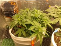 2021-04-08 00.35.32.jpg