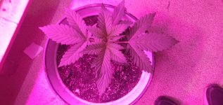 IMG_20210405_091309_1.jpg