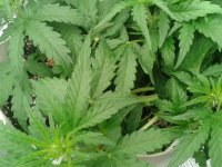 2021-04-08 16.12.48.jpg