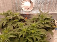 2021-04-09 13.13.32.jpg