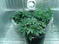 2021-04-09 20.45.05.jpg