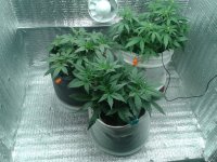 2021-04-10 18.46.48.jpg