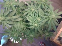 2021-04-12 13.12.50.jpg