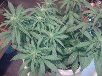 2021-04-12 13.13.35.jpg