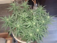 2021-04-15 15.08.47.jpg