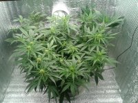 2021-04-15 15.20.06.jpg