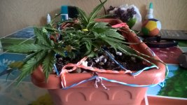 WP_20210415_13_48_05_Pro.jpg