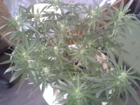 2021-04-16 15.20.15.jpg