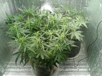 2021-04-16 15.35.11.jpg