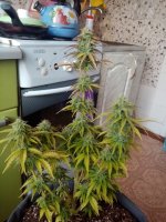 image-2021-04-17 07_52_25.jpg